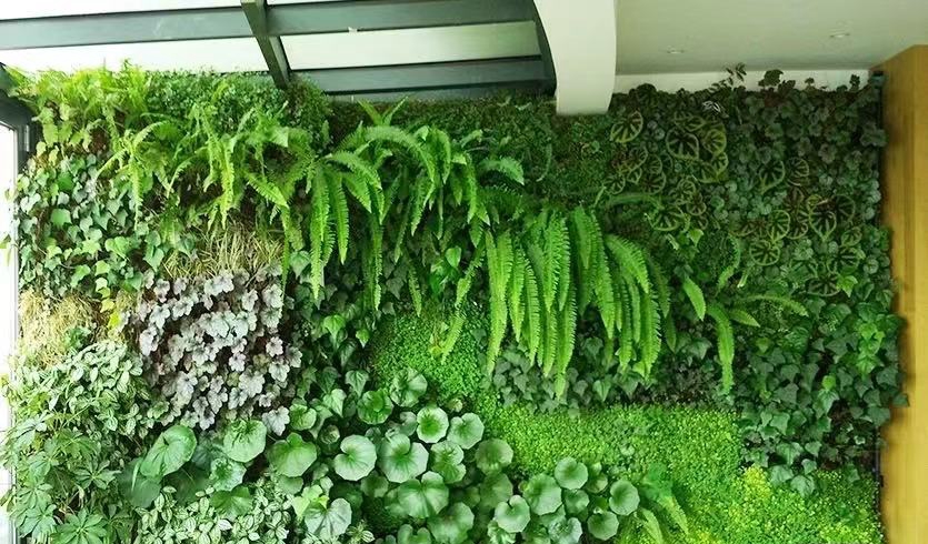 植物墙面设计